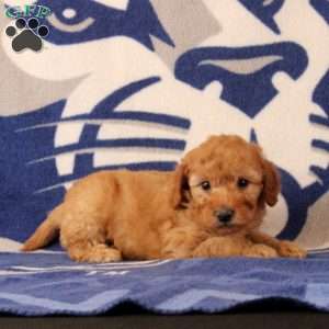 Rain, Mini Goldendoodle Puppy